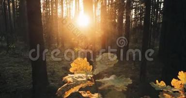 美丽的夕阳日出阳光在阳光明媚的秋林中。 在秋天的森林里，阳光照射在橡树叶上